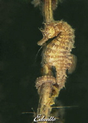 Rare seahorse, awesome to spot by Eduard Bello 